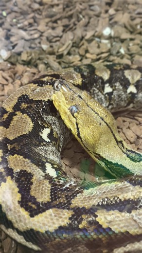 Reticulated python #animal #wildlife #snake #python #vietnam