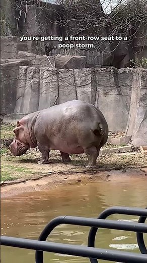 Hippos’ Poop Sprinkler Attack! #didyouknow #facts #animals #hippo #wildlife #shorts