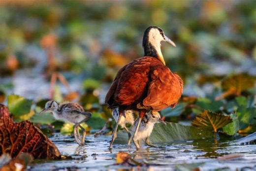 Jacana birds: Walking on water, breaking the rules