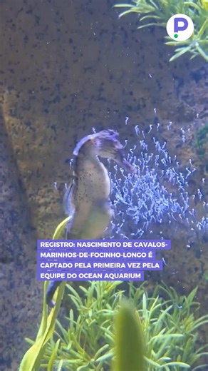 Pontualizei on Instagram: "A equipe do Ocean Aquarium conseguiu registrar, pela primeira vez, o nascimento de cavalos-marinhos da espécie Hippocampus reidi, popularmente conhecidos como cavalos-marinhos-de-focinho-longo. O feito é considerado um marco importante para a conservação da espécie, que enfrenta ameaças como a degradação dos habitats naturais e a poluição dos oceanos. O registro inédito reforça a importância do trabalho científico e ambiental desenvolvido pela instituição, contribuindo