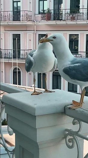 Чайки в гостях у художника #art #pleinair #travel #sketching #watercolor #seagull #nature #рисую