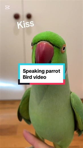 Understanding the Challenges of Owning Indian Ringnecks