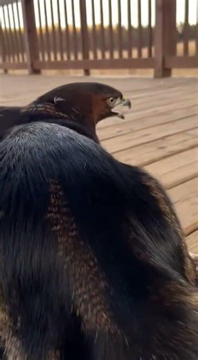 Hawk Attacks Maine Coon on Porch 🦅🐈📹 Epic showdown caught live #wildlife #cats #nature