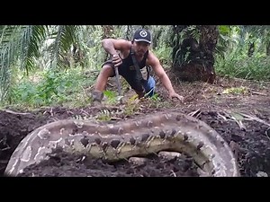 LARGE PYTHON SNAKE CATCHING BUNTET HOLIDAYS OF BORNEO LANDS .. !!