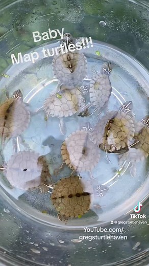 Hatchling map turtles coming out of the ground here #turtles #mapturtle #reptiles #captivebred | Greg’s Turtle Haven