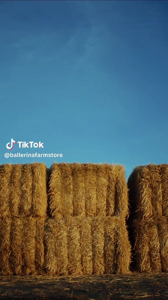 We are working hard on something new. 12.9🐄 #ballerinafarm #ballerinafarmstore #farmlife