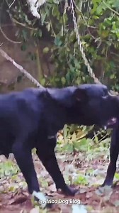 Cane Corso is not a breed for first time owners. They can be very dominant and there's always a need to socialize and train them early. Do you think a first time dog owner should buy a canecorso?🤔 . Breeders in video: @watcher_cane_corso @darefagbohunolanrewaju . . #canecorso #mastiff #africodogblog #bigdogs | Africo Dog Blog