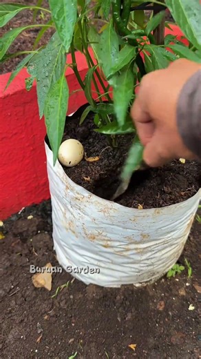 Cara Simpel Bikin Pupuk Organik dari Telur Busuk (Tanam Makin Subur!)