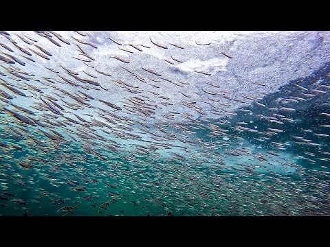 Frozen Yet Alive - Vast Fish Formations Under the Ice of a Freshwater Lake