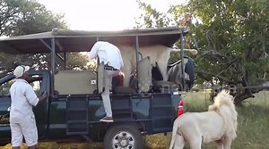 Male lion jumps into open safari truck full of students in South Africa