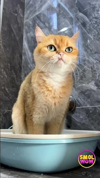 Claiming the Kingdom: A Cat's Takeover! 😼🏰