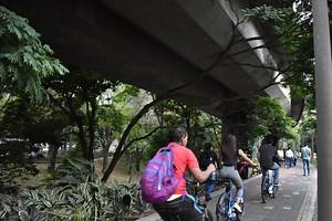 Colombian city plants 30 giant corridors of trees to cool down and combat climate change