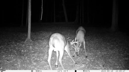 The rut signs have officially begun. Bucks who were best friends all summer are ready to leave their mark this year. #CovertCameras #CovertCaptures | Covert Scouting Cameras