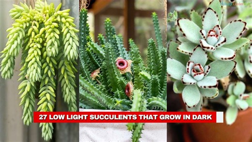 Indoor Succulents That Flourish Without Direct Sunlight