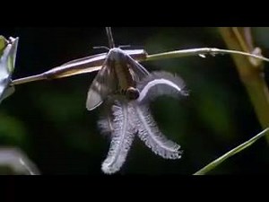 51K views · 677 reactions | The Coolest Nature Video Ever Roen Horn | Awesome Backgrounds | Facebook