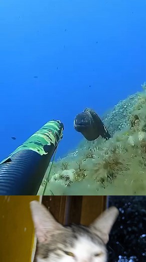 160K views · 366 reactions | jangan pernah dekati belut laut | Cartoon Old'd | Facebook