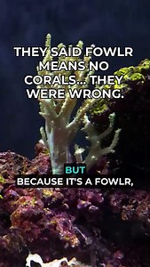 They said FOWLR means NO corals… they were wrong. #FishTank #CoralLovers #FOWLR | SaltwaterAquarium.com