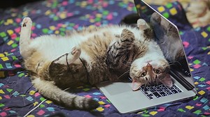 Surprising things cats can teach us