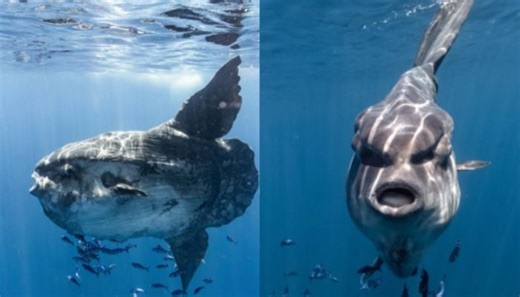 Photographer captures world’s biggest sunfish in rare sighting