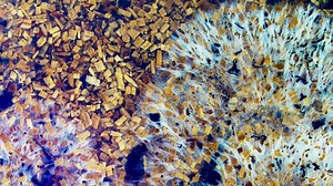 Growth of Mushroom Mycelium in Sawdust Substrate. Time Lapse Stock Footage - Video of macro, development: 217840826