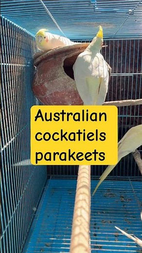 🥰 Australian Cockatiels & Parakeets – Everything You Need to Know! 🦜✨