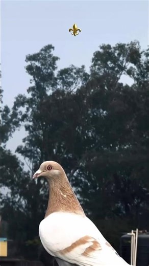 🧡Racer Red bar kabootar ❤️ #youtubeshorts #pigeon #minivlog