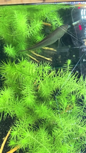 Female dwarf gourami