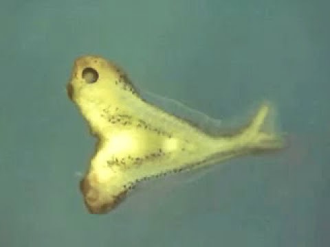 Spemann-Mangold Organizer and embryonic induction