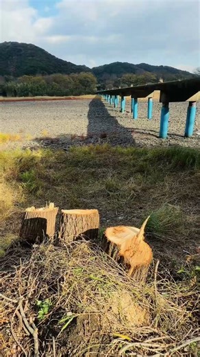 木が消えて風景が変わる瞬間｜佐田沈下橋と四万十川 #Shorts #四万十川 #佐田沈下橋 #絶景 #自然 #観光 #四国旅行 #ヤナギが消えた