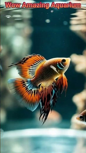 🌊🐠 Sri Lanka’s Hidden Underwater Paradise🌈🐠 – Exotic Fish You’ve Never Seen Before!”