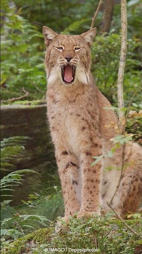 AUSZEIT MIT: Luchs