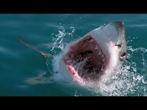 Rise of the Great White Shark | Inside the World’s Ultimate Predator