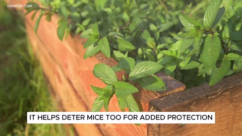 Why a Peppermint Plant in Your Entryway is a Game-Changer 🌿