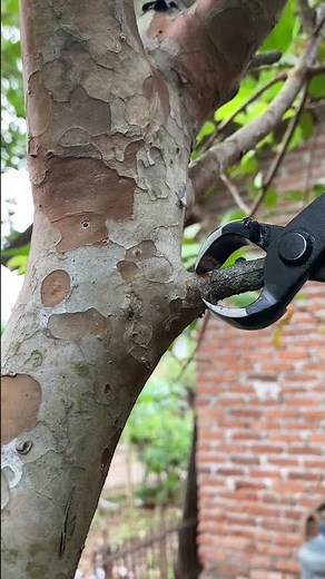 cutting plants - bonsai scissors #plant #bonsai