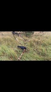 5.2K views · 365 reactions | We are collecting a new species of mushroom - maślak in Polish (Suillus luteus) | Echo the Raven | Facebook