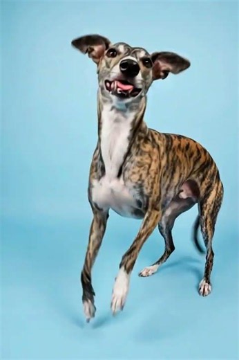 Cutest Dog Dance Ever! (Must See)