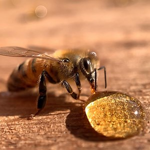 Honeybees have a straw-like tongue called a proboscis. They use it to slurp up liquids and also for tasting. It is composed of several different parts. Like a tube within a tube. The outer tube part is used to suck up large quantities of liquid like water or honey. That’s what she is using here in this video to slurp up this droplet of honey. The smaller inside tube is used for lapping up nectar from inside flowers. It even has a hairy spoon-like tip to aid in the process of collecting small dro