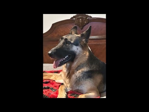 German Shepherd mix Rottweiler en vivo ￼