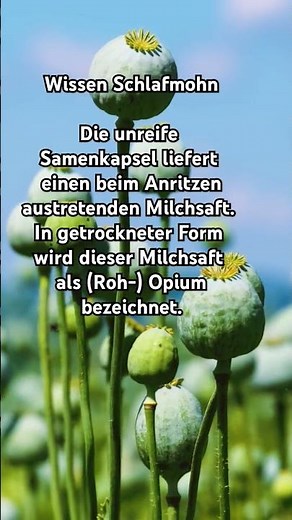 Wissen Schlafmohn #wissen #fakten #pflanzen
