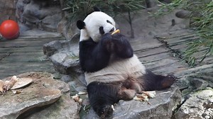 16K views · 1.5K reactions | : Dumplings寧寧 and #SpringFestival , perfect match! (Video via Beijing Zoo) | China News 中国新闻网 | Facebook