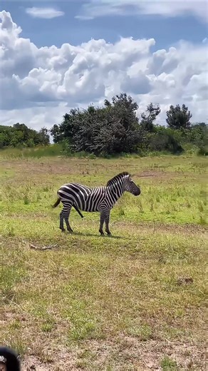Funny Zebra Kicking a Donkey Compilation