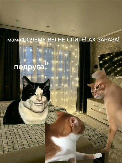 Part 2 (Funny cat Mem🐈)
