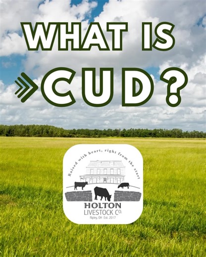 Holton Livestock Company LLC on Instagram: "What is cud? 🐄 Cud is the partially digested food that a cow regurgitates and then chews again! Why do they chew their cud? Good question! • Helps the digestive system —> by chewing the cud, it helps to break down their food. This process helps to extract even more nutrients from the grass they eat! • Saliva Production - re-chewing stimulates the saliva production for a cow. • Rumen Function —> The Rumen is essentially a large fermentation vat 
