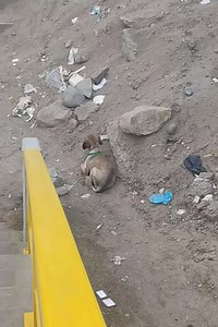 308K views · 37K reactions | Le pusimos de nombre CEJITAS , debe...