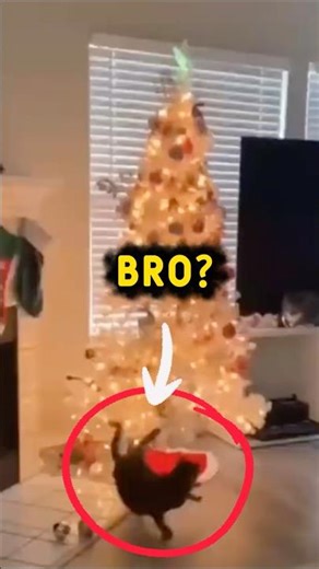 Bro Ended Christmas 🎄😼 #cats #funnycats #catshorts #animals #shorts