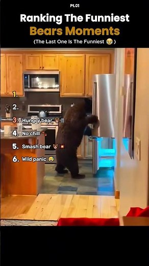 Ranking the Funniest Bears Moments 🐻😂 #funny #animals