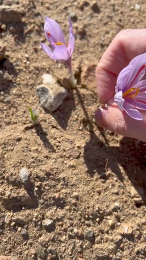 2.2K views · 42 reactions | Selling saffron at your local farmers...