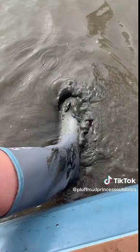 Exploring Pluff Mud: A Lowcountry Staple