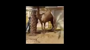 شتری که سر قصاب را گاز گرفت$محمودتبار