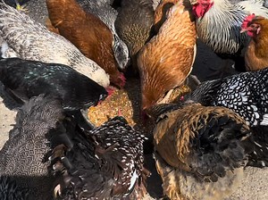 Watch Whole grain chicken feed - ladies loving the feed on Amazon Live